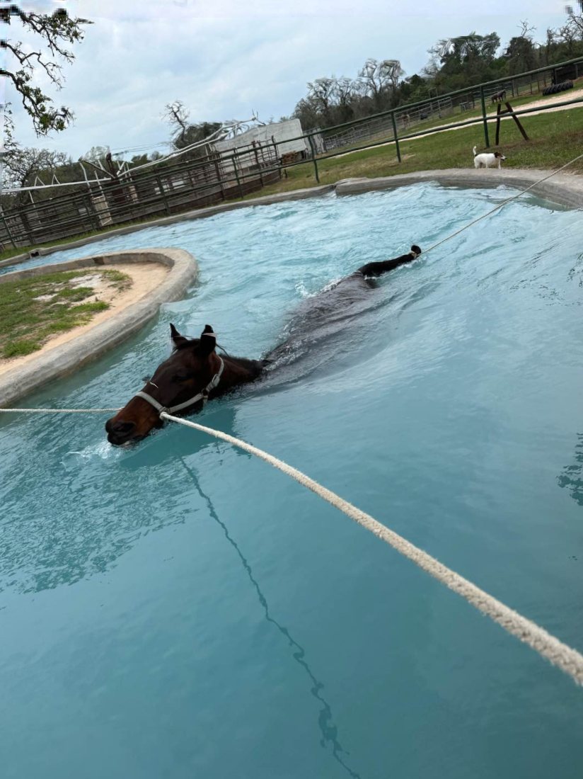 Bay horse swimming in the Horse Swim pool